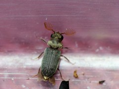 Xyletineurus bombycinus