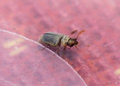 Xyletineurus bombycinus
