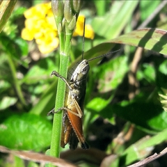 Amblytropidia robusta