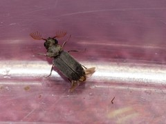 Xyletineurus bombycinus