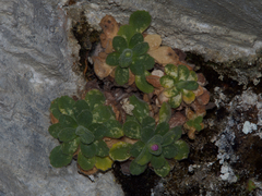 Primula allionii