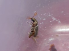 Xyletineurus bombycinus