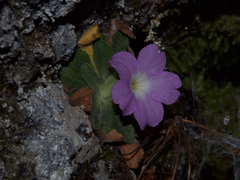 Primula allionii