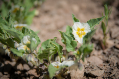 Leucophysalis nana