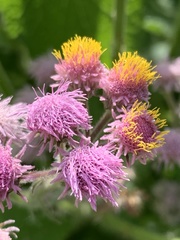 Urolepis hecatantha