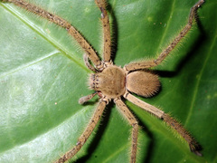 Palystes pinnotheres