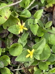 Calyptocarpus vialis image