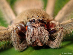 Palystes pinnotheres