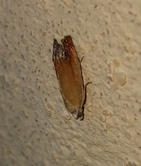 Eucosma floridana