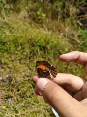 Pedaliodes phaea