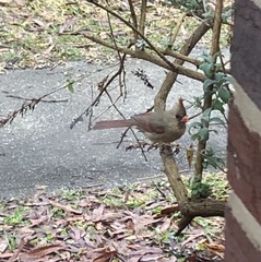 Cardinalis cardinalis