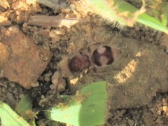 Pseudomethoca klotsi