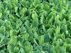 Pistia stratiotes image