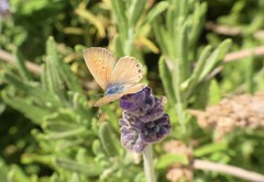 Leptotes trigemmatus