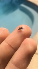 Araneae