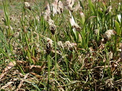 Carex nigricans