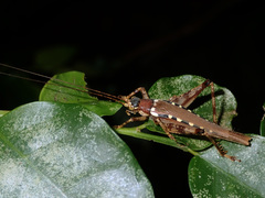 Matuanus elegans