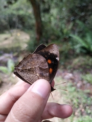 Corades medeba columbina
