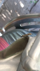 Nomophila distinctalis