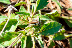 Agonosoma flavolineatum