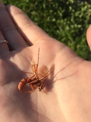 Tachypompilus mendozae