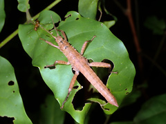 Canachus