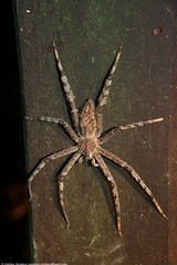 Heteropoda boiei