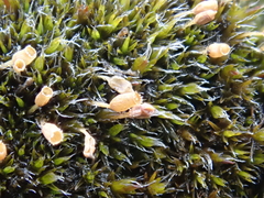 Coscinodon calyptratus