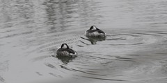 Podiceps auritus cornutus