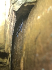 Plethodon petraeus
