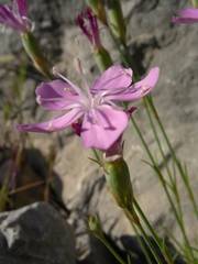 Dianthus subacaulis