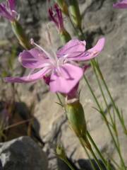 Dianthus subacaulis