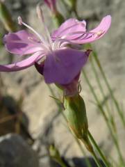 Dianthus subacaulis
