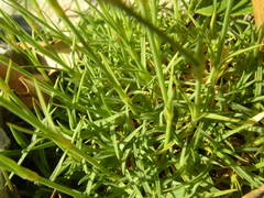 Dianthus subacaulis