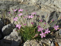Dianthus subacaulis