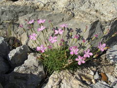 Dianthus subacaulis