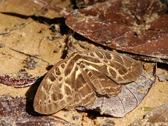 Catuna angustatum
