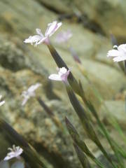 Dianthus pyrenaicus