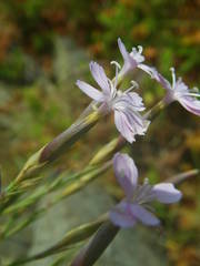 Dianthus pyrenaicus