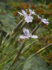 Dianthus pyrenaicus