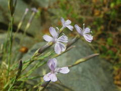 Dianthus pyrenaicus