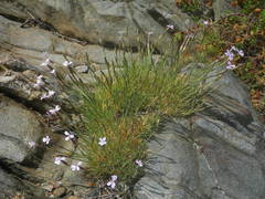Dianthus pyrenaicus