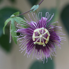 Passiflora amethystina × caerulea
