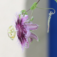 Passiflora amethystina × caerulea