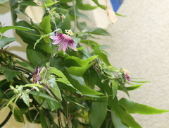 Passiflora amethystina × caerulea
