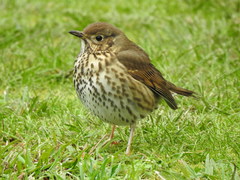Turdus philomelos