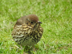 Turdus philomelos