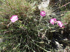 Dianthus graniticus