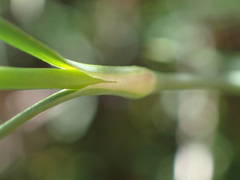 Dianthus graniticus