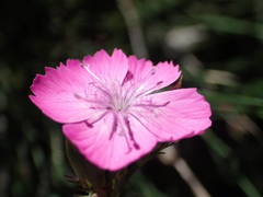 Dianthus graniticus